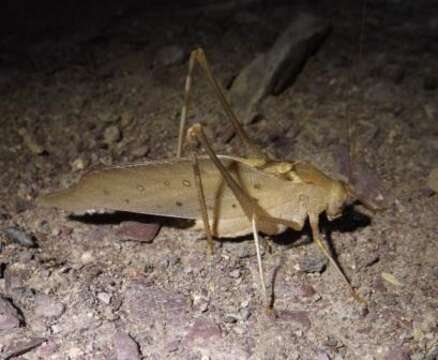 Image of Big Bend False Katydid