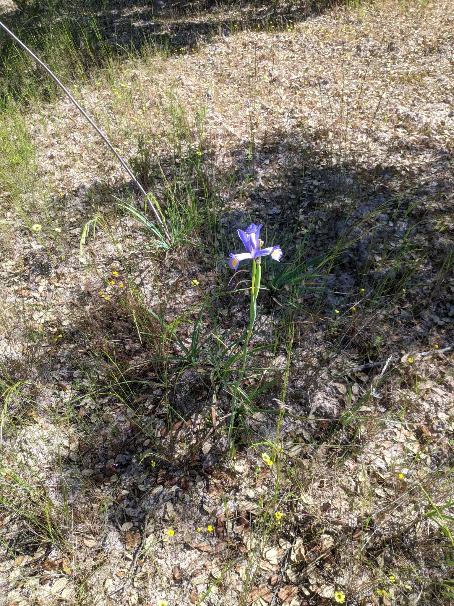 Image of Spanish iris