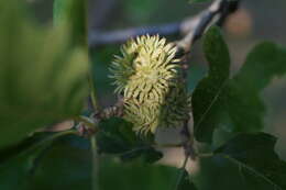 Image of European turkey oak