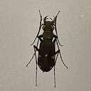 Image of Cicindela (Cicindela) japana Motschulsky 1858