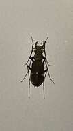 Image of Cicindela (Cicindela) japana Motschulsky 1858