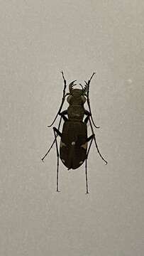 Image of Cicindela (Cicindela) japana Motschulsky 1858