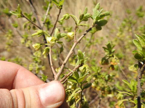 Diospyros lycioides Desf.的圖片