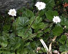 Leucheria papillosa Cabrera resmi