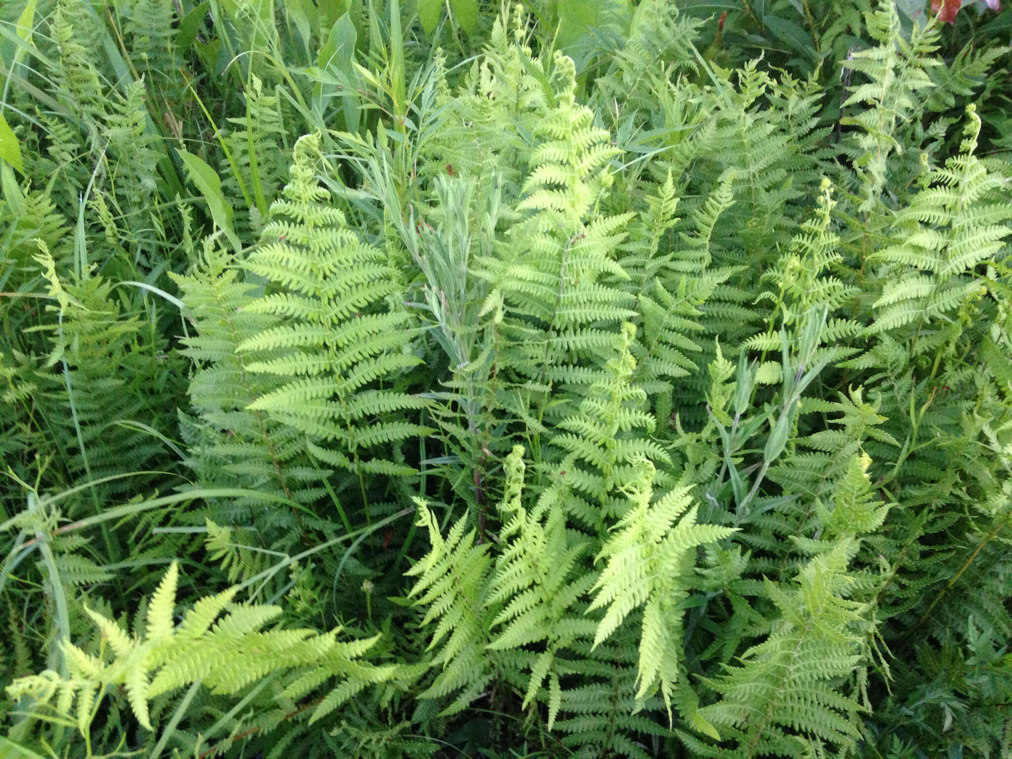 Image of Marsh Fern