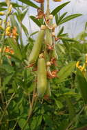 Image of West Indian rattlebox