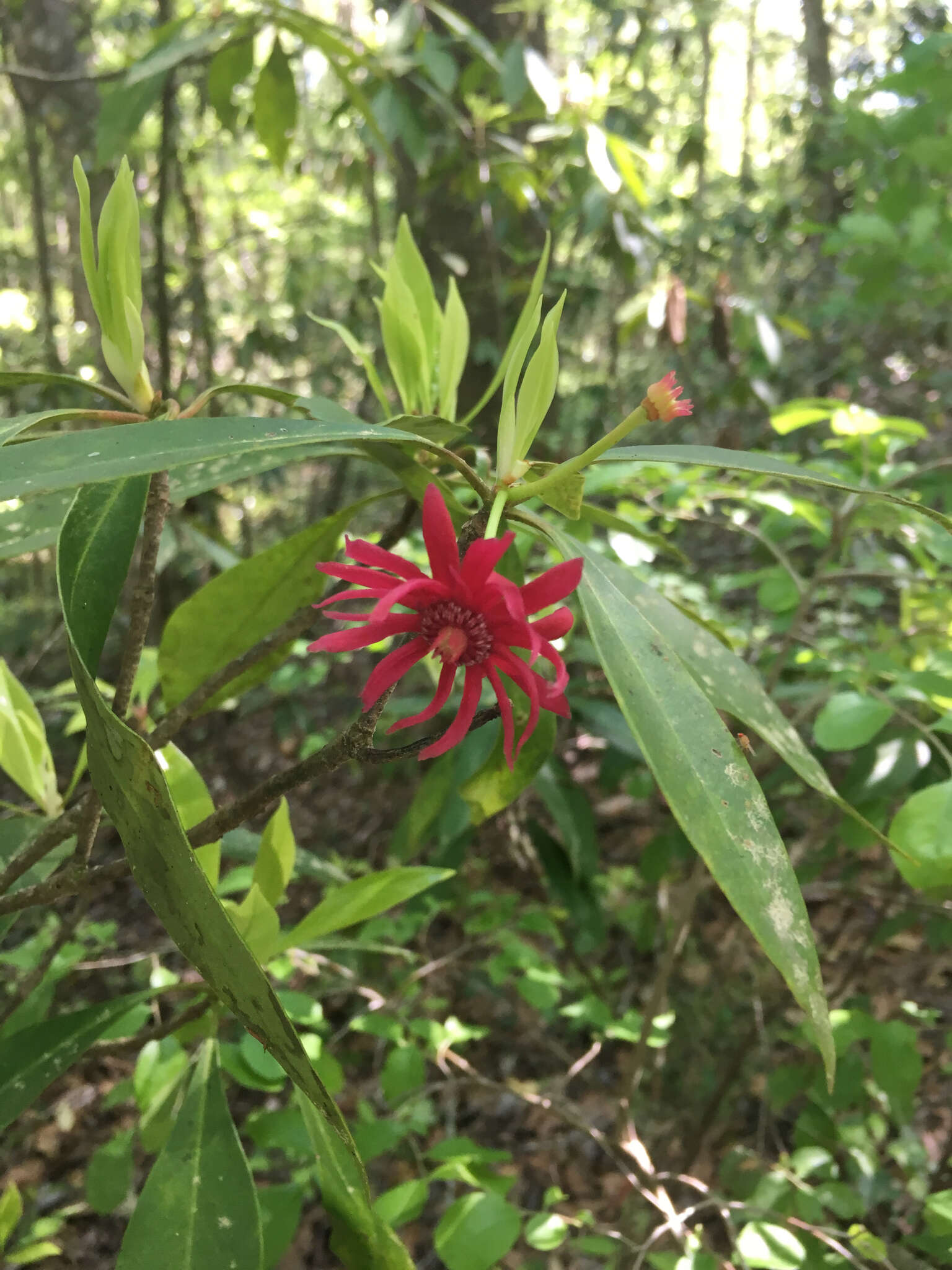 Image de Illicium floridanum Ellis