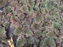 Image of Azolla pinnata subsp. africana (Desv.) R. M. K. Saunders & K. Fowler