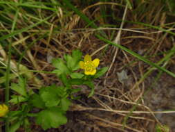 Image de Ranunculus marginatus Dum.-Urville