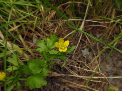 Image de Ranunculus marginatus Dum.-Urville