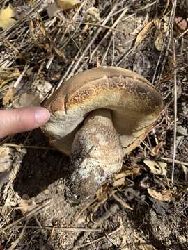 Image of Leccinum californicum Thiers 1971