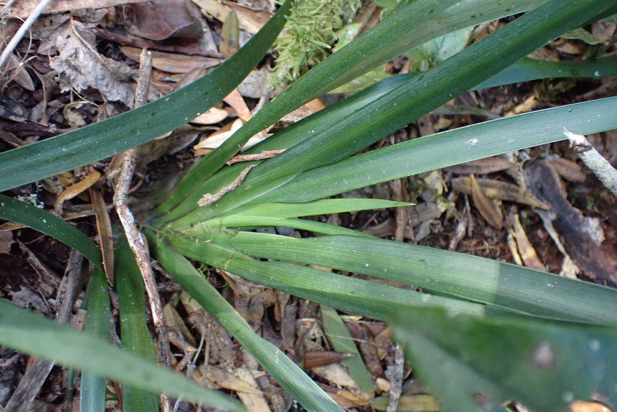 Image of Dietes iridioides subsp. iridioides