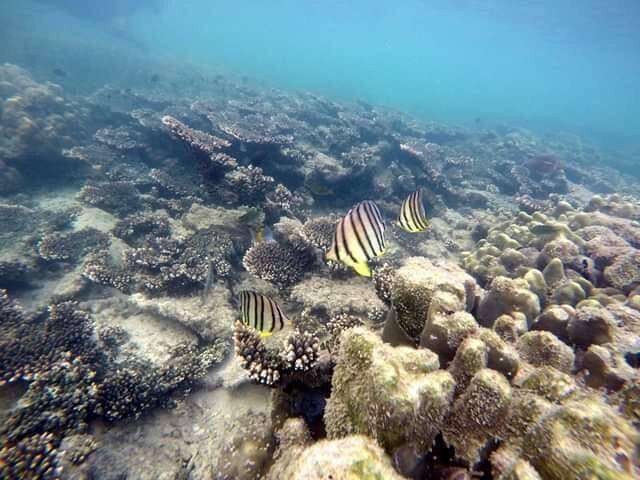 Image of Eight Banded Butterflyfish