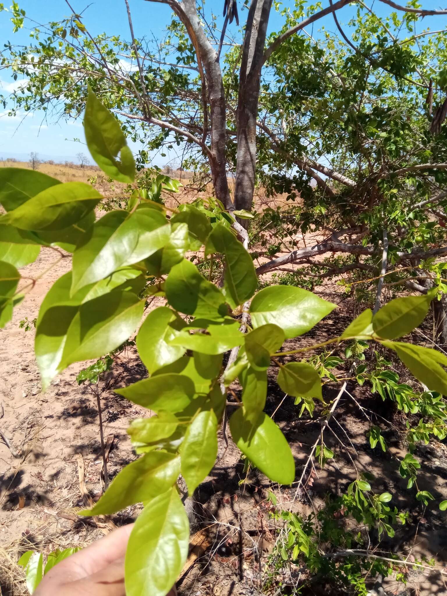 Image of Stereospermum euphorioides (Boj.) DC.