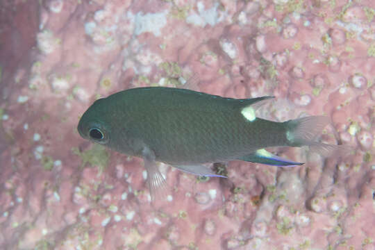 Image of Twin-spot chromis