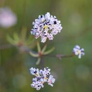 Image de Eriogonum pharnaceoides Torr.