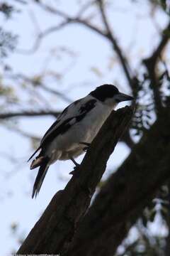 Image of Black-backed Butcherbird