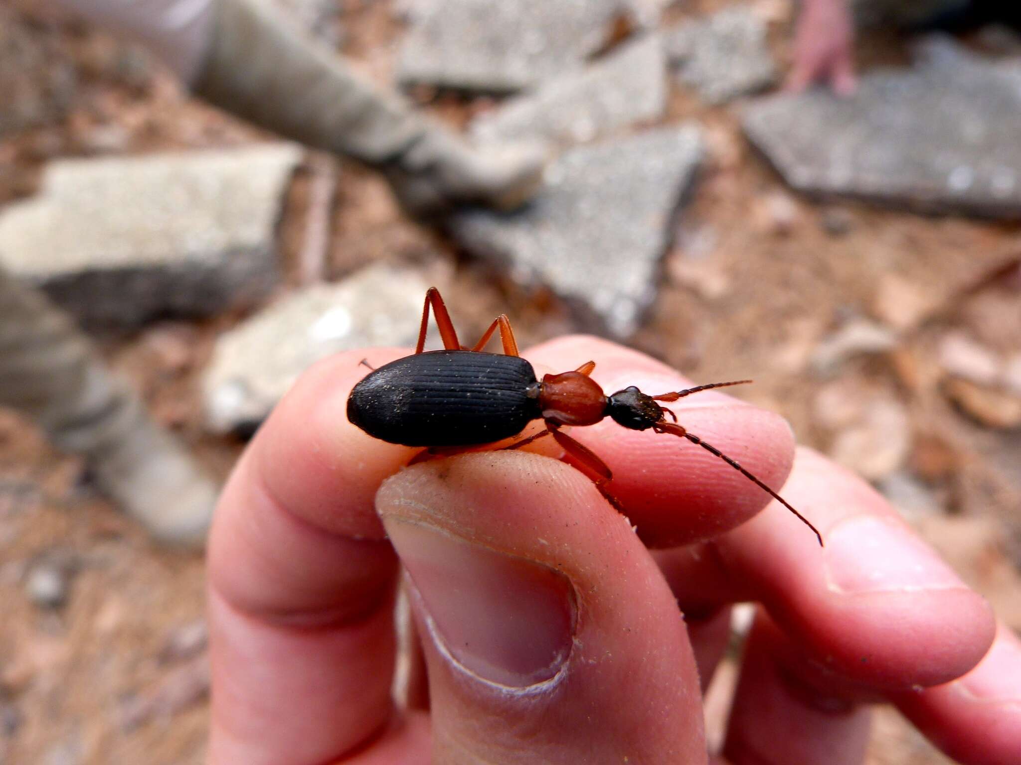 Image of Galerita (Progaleritina) bicolor (Drury 1773)