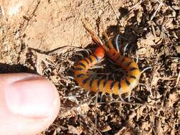 Image of red-headed centipede