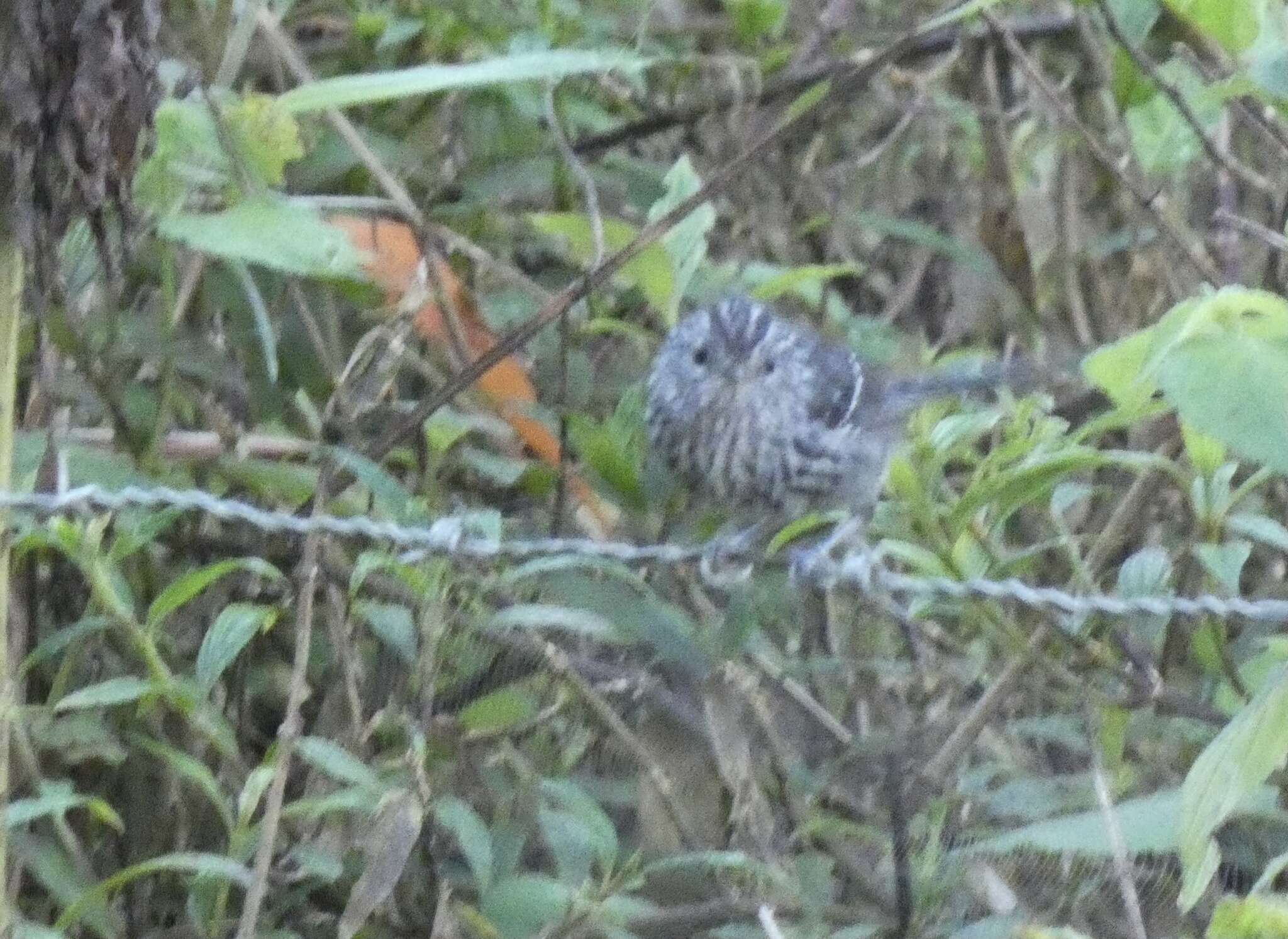 Image of Dusky-tailed Antbird