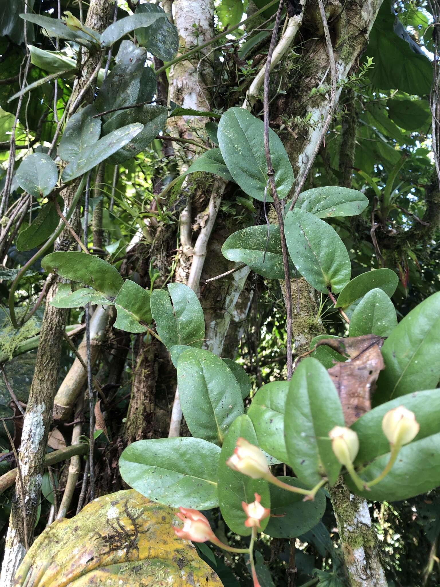 Image de Macleania pentaptera Hørold