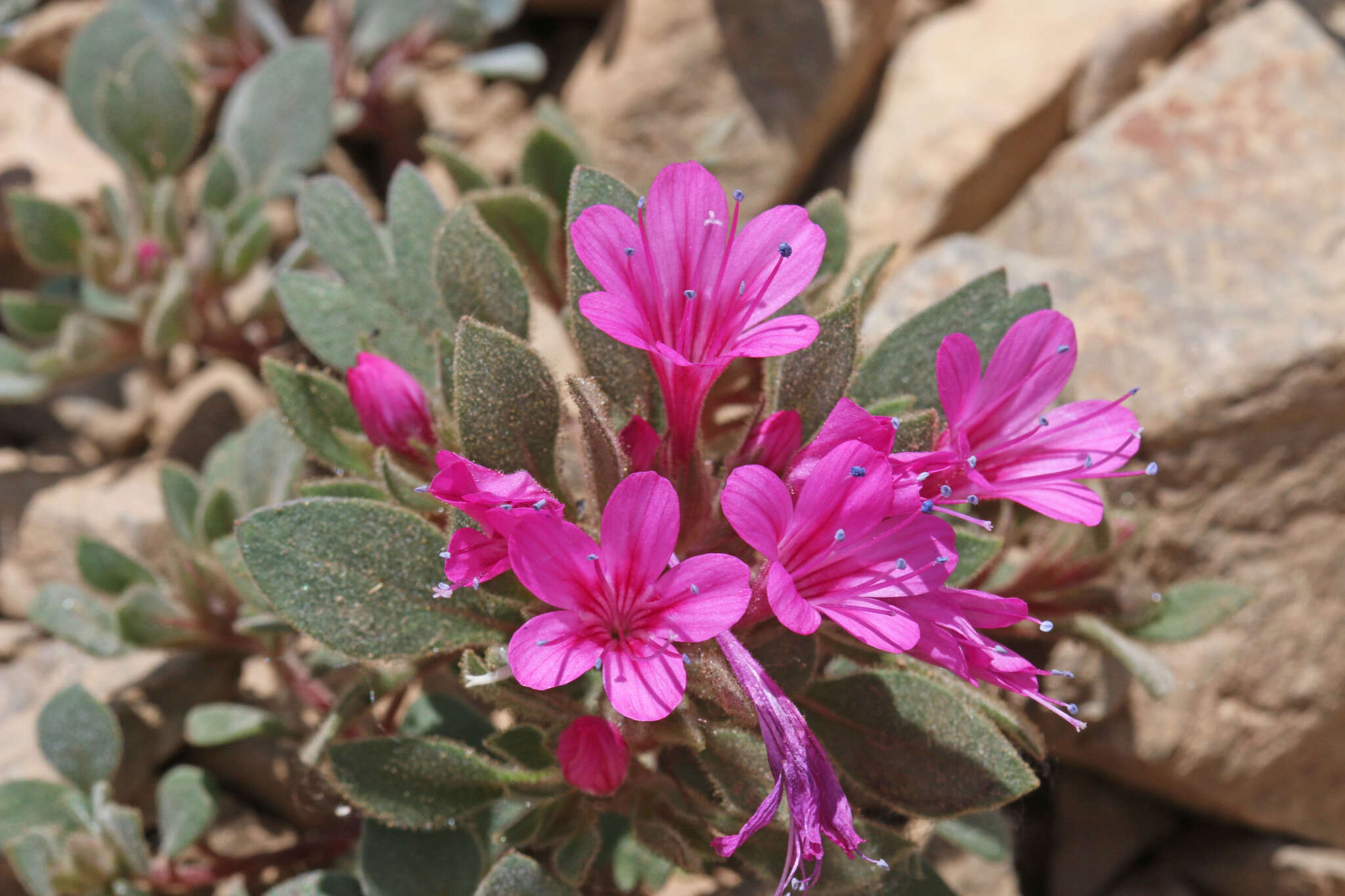 Image of Collomia debilis var. debilis