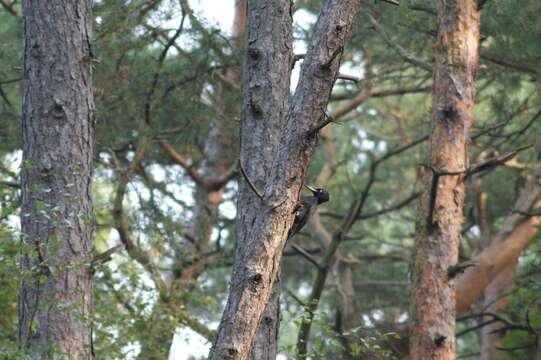 Image of Black Woodpecker