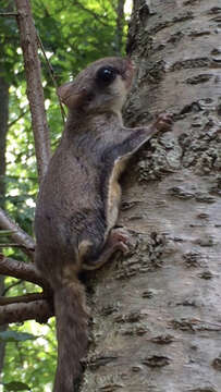 Image of American Flying Squirrels