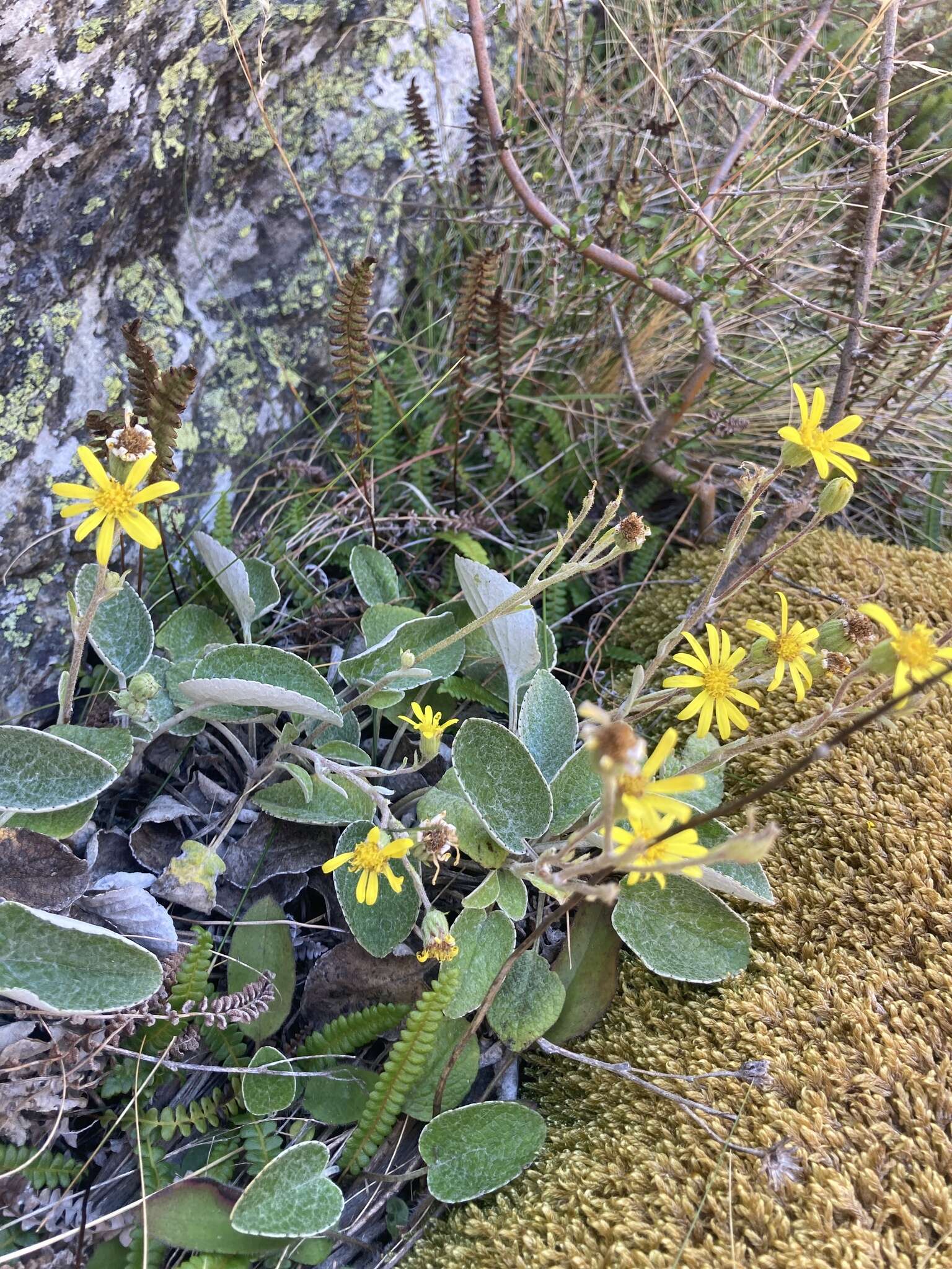 Image of Brachyglottis southlandica (Cockayne) B. Nord.