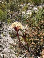 Crassula fascicularis Lam. resmi