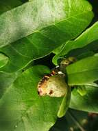 Image of Rough-leaved croton