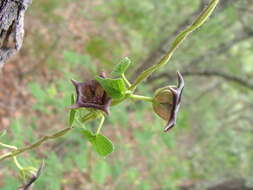 Sivun Dictyanthus reticulatus Benth. & Hook. fil. ex Hemsl. kuva