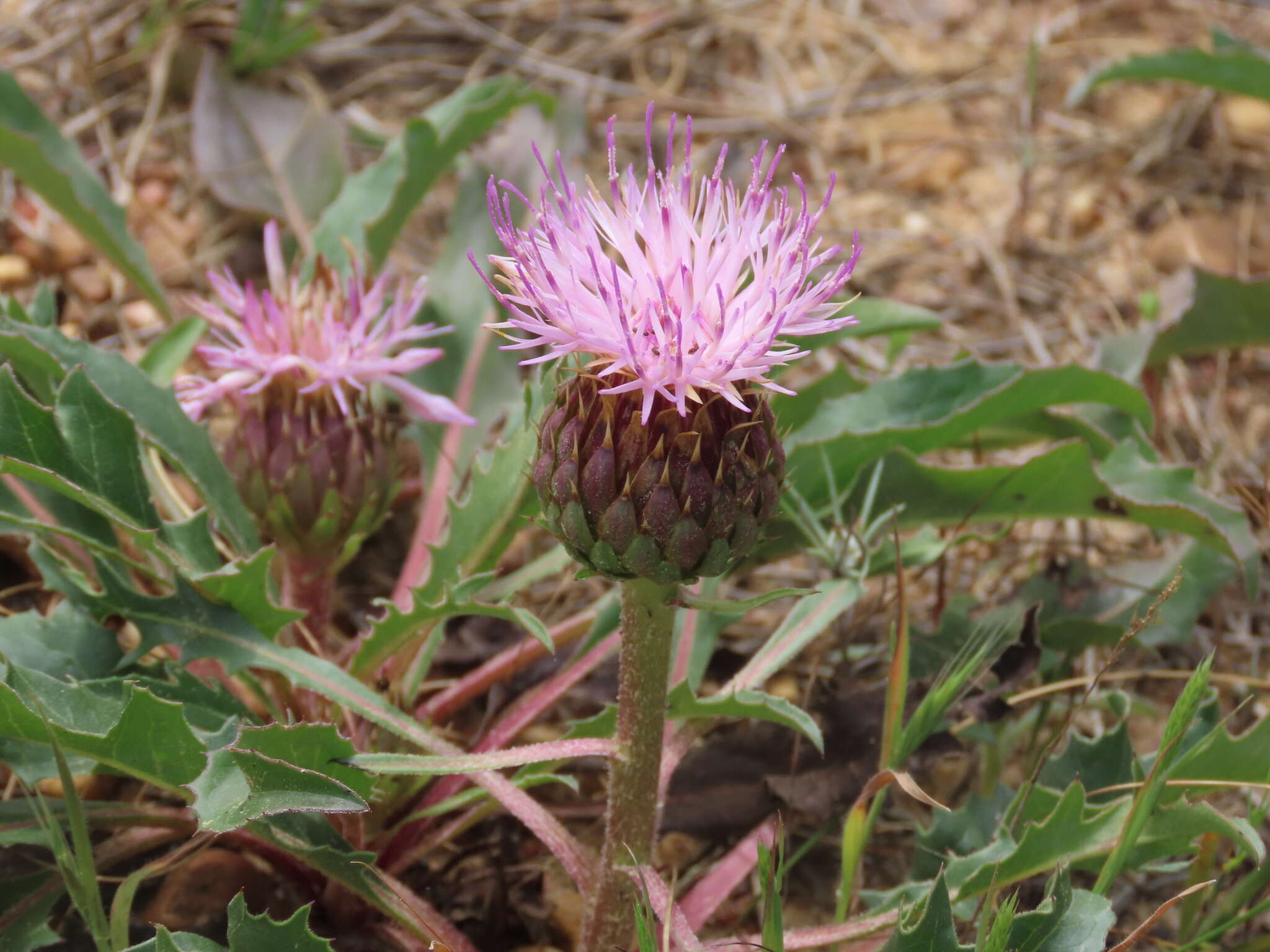 Image of Klasea integrifolia subsp. monardii (Duf.) Cantó