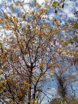 Image of flor de San Jose