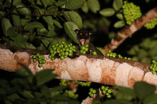 Image of small-toothed palm civet