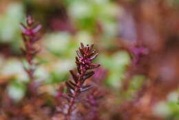 Image of Empetrum nigrum subsp. asiaticum (Nakai) V. B. Kuvaev