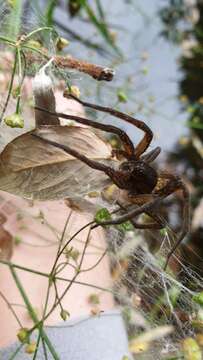 Image of Fen raft spider