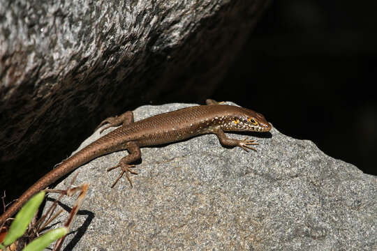 Image of Trachylepis maculilabris (Gray 1845)