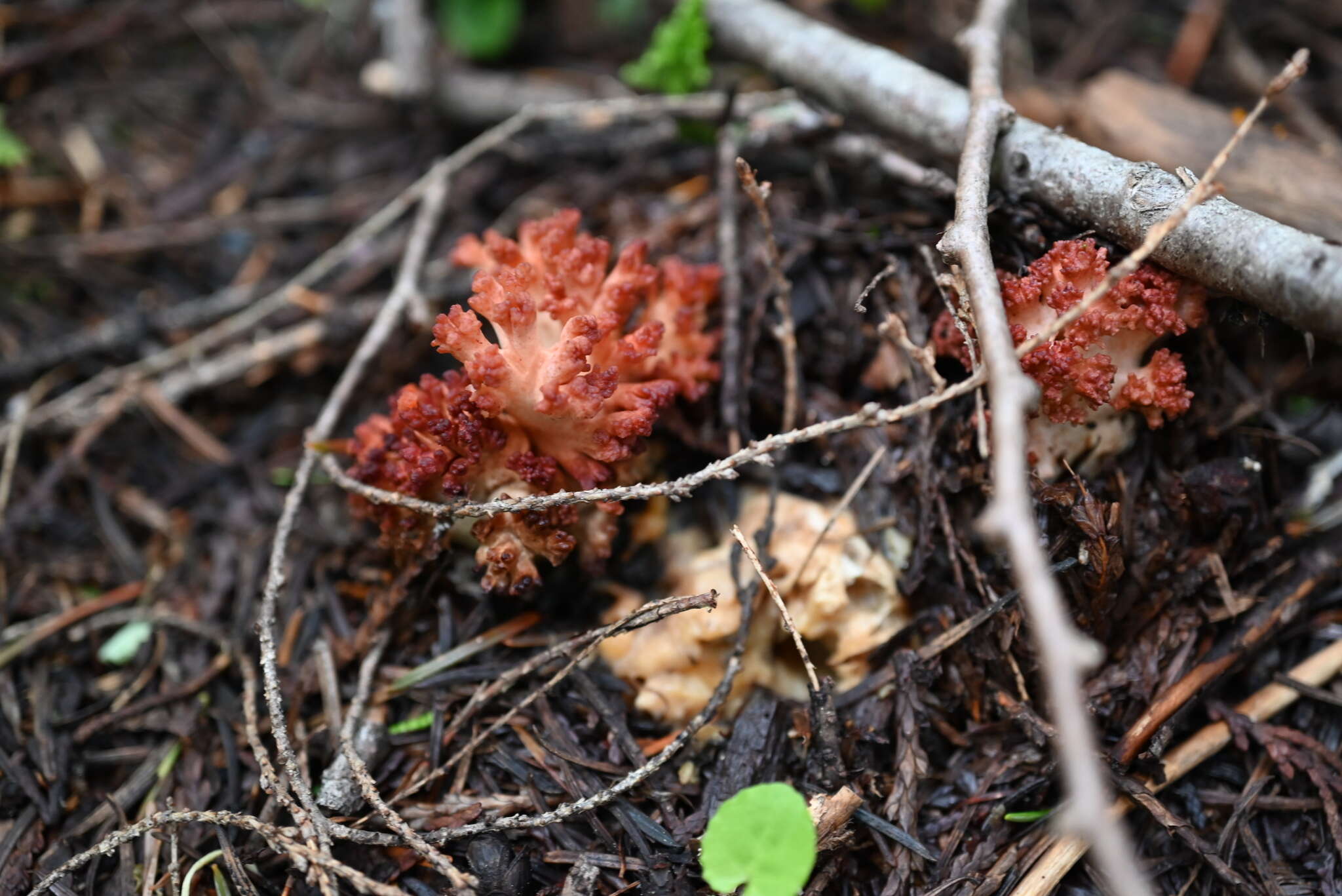 Image of Ramaria rubripermanens Marr & D. E. Stuntz 1974