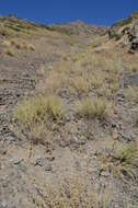 Image of Artemisia persica Boiss.