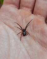 Image of Steatoda diamantina Levi 1962