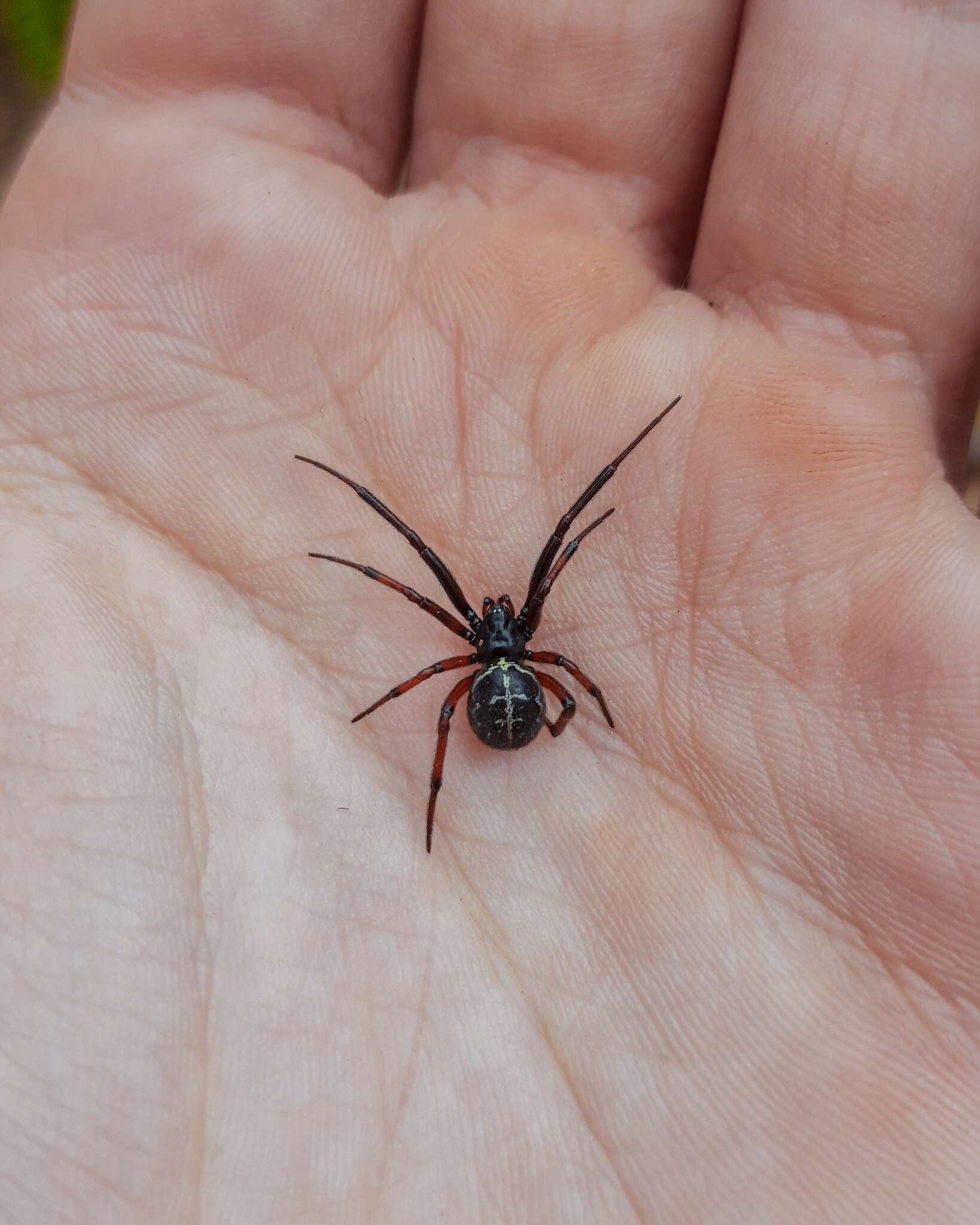 Image of Steatoda diamantina Levi 1962