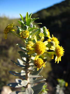 Image de Euryops lateriflorus (L. fil.) Less.