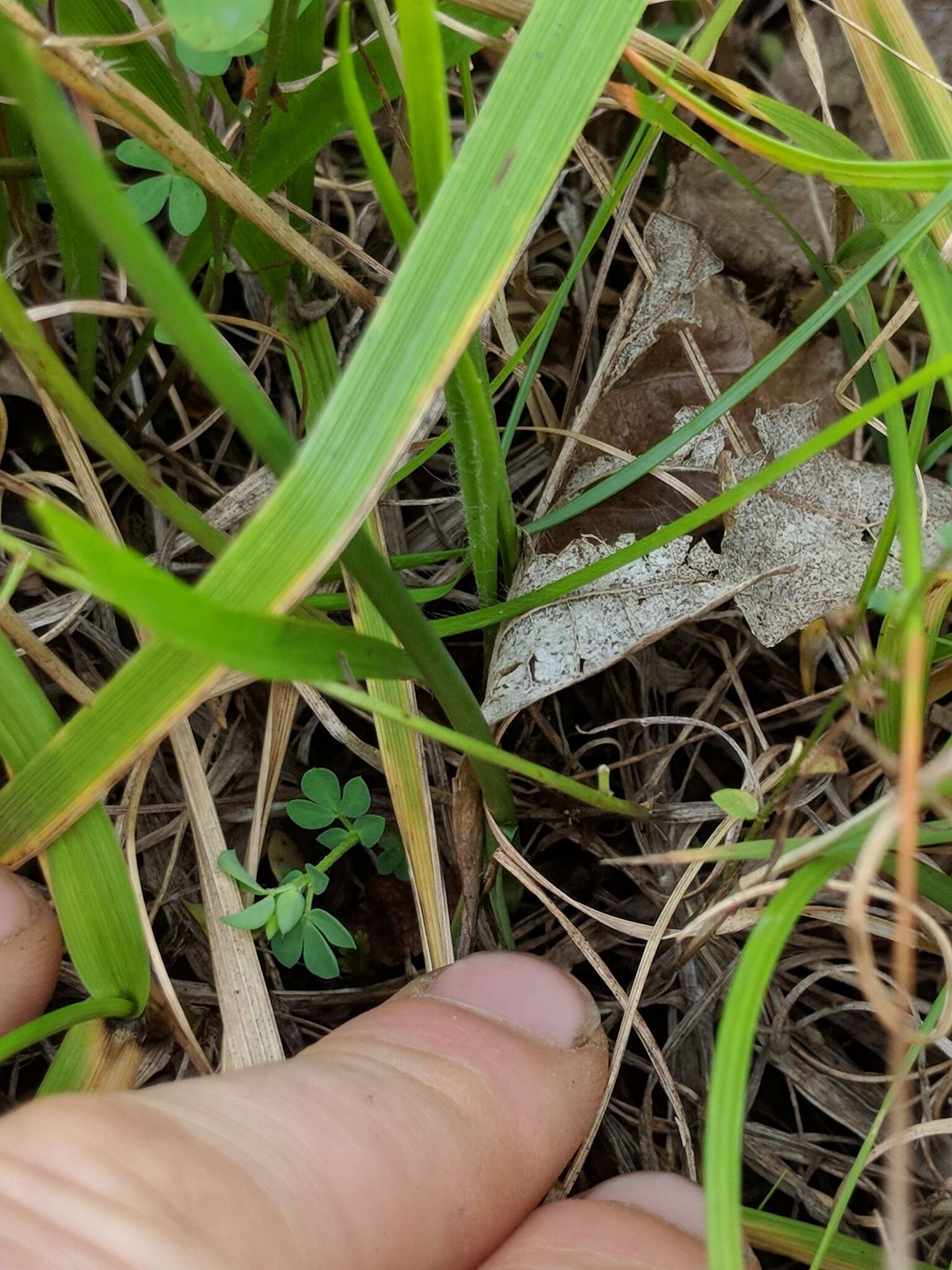 Image of northern slender lady's tresses