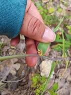 Calochortus balsensis García-Mend. resmi