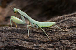 Image of Trachymantis dentifrons Stal 1877