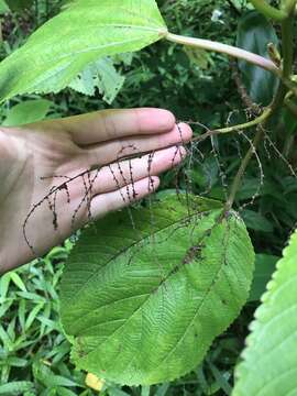 Image of Hawai'i false nettle