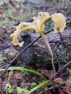 Image of Siskiyou iris