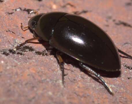 Image of Tropisternus (Tropisternus) blatchleyi Orchymont 1922