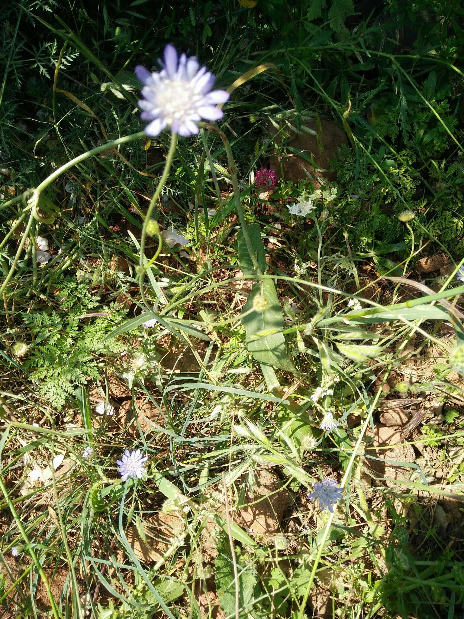 Image of Knautia integrifolia (L.) Bertol.